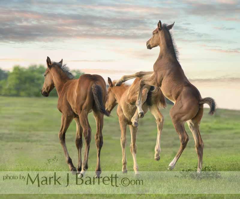 best feed for foals